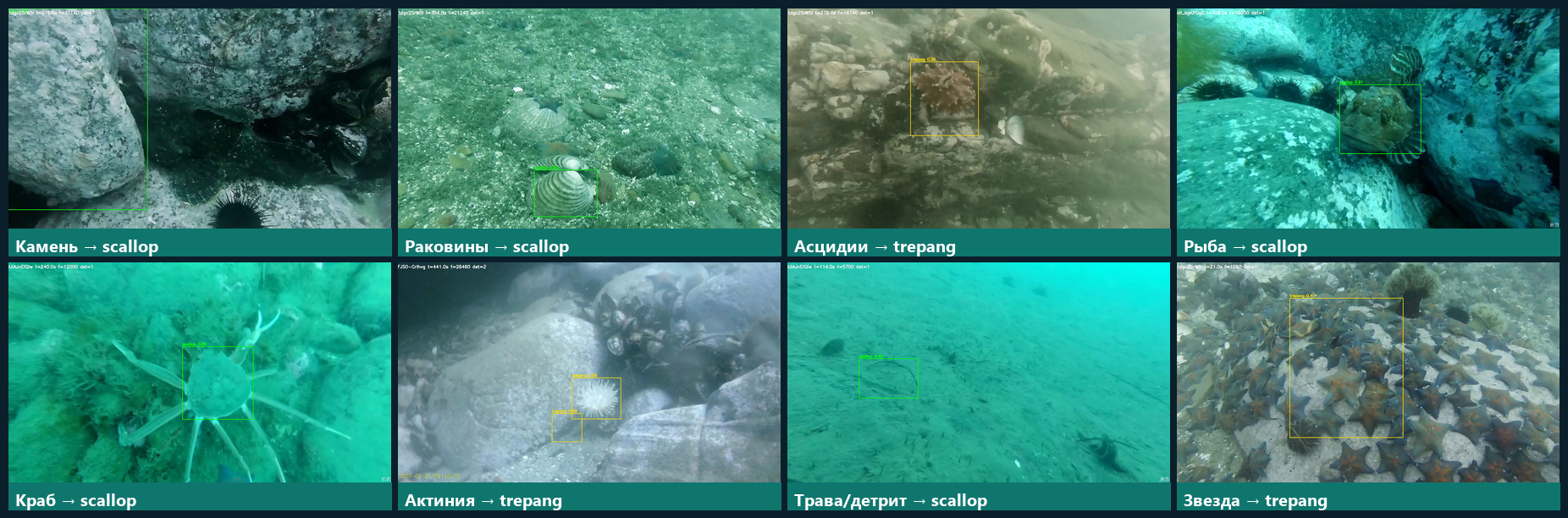 Сетка результатов детекции scallop и trepang